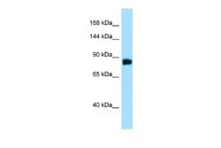 noxin Antibody, Novus Biologicals 100 &mu;L; Unconjugated:Antibodies, Polyclonal
